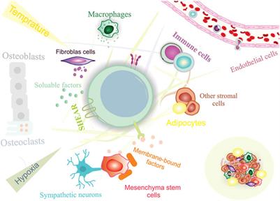 Targeting the stem cell niche micro-environment as therapeutic strategies in aging